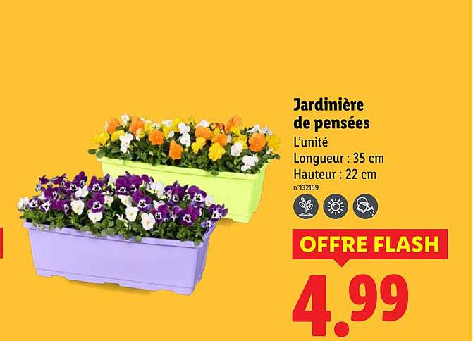 Jardinière de pensées