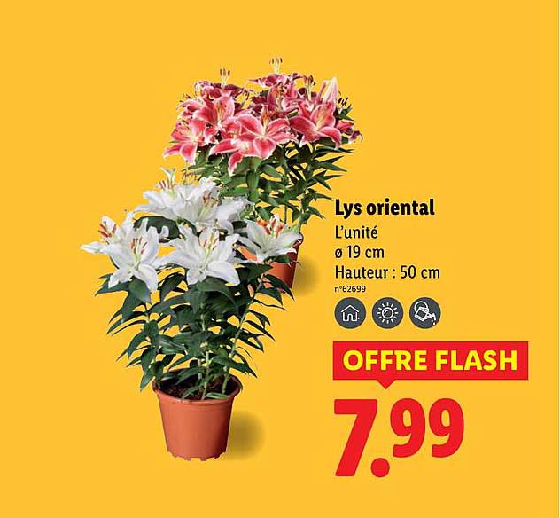 Lys oriental