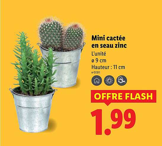 Mini cactée en seau zinc