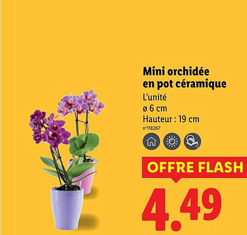 Mini orchidée en pot céramique