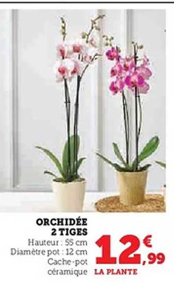 ORCHIDÉE 2 TIGES