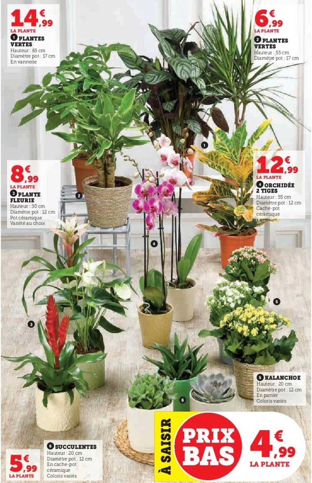 Prix Bas sur une sélection de plantes