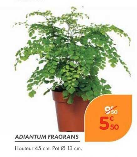 ADIANTUM FRAGRANS