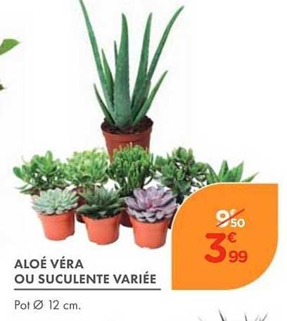 ALOÉ VERA OU SUCULENTE VARIÉE