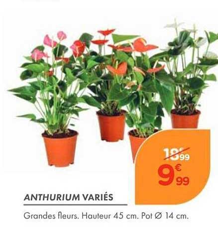 ANTHURIUM VARIÉS