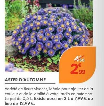 ASTER D’AUTOMNE