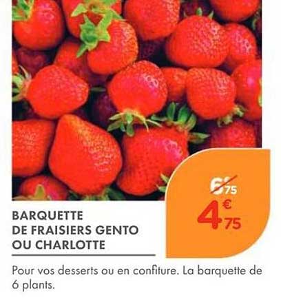 BARQUETTE DE FRAISIERS GENTO OU CHARLOTTE