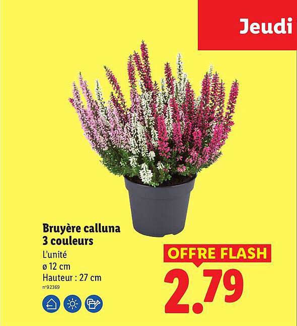 Bruyère calluna 3 couleurs
