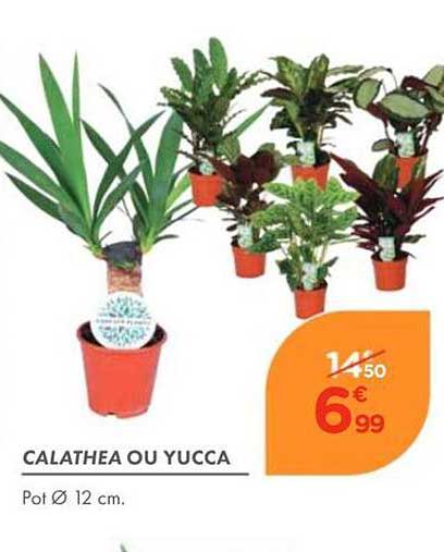 CALATHEA OU YUCCA