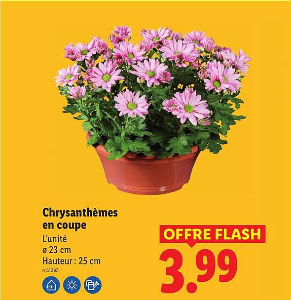 Chrysanthèmes en coupe