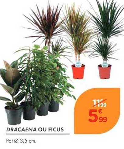 DRACAENA OU FICUS