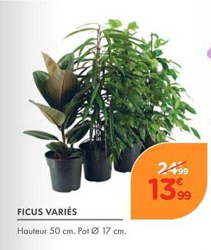 FICUS VARIÉS