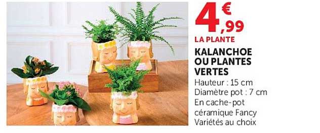 KALANCHOE OU PLANTES VERTES