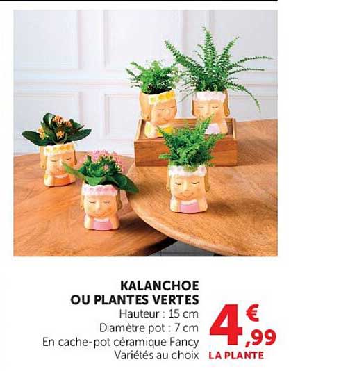 KALANCHOE OU PLANTES VERTES