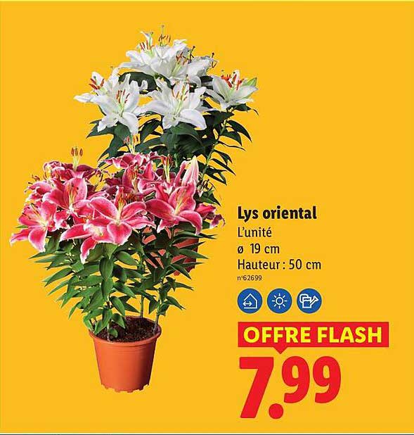 Lys oriental