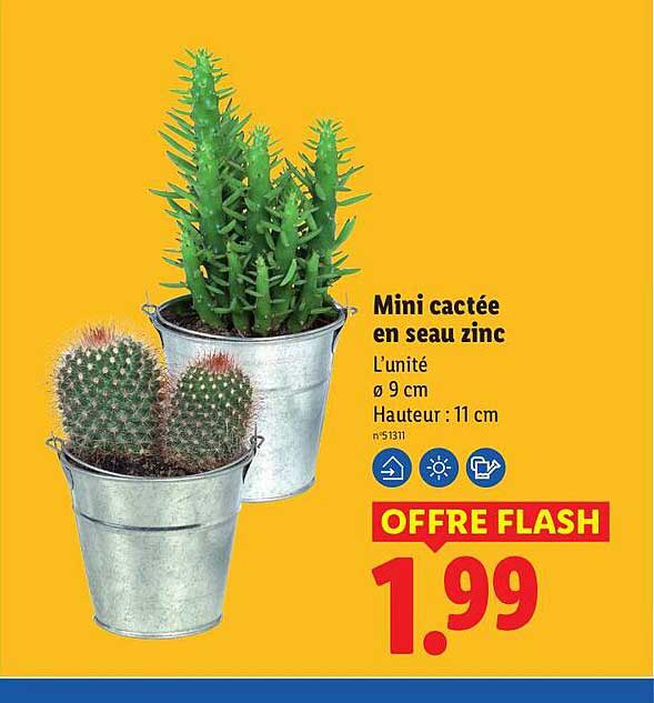Mini cactée en seau zinc