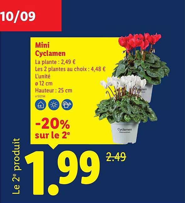 Mini Cyclamen