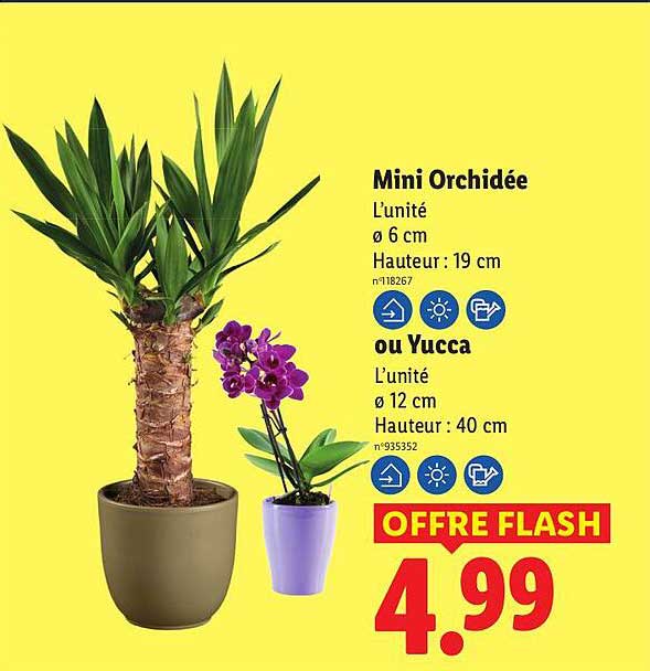 Mini Orchidée ou Yucca