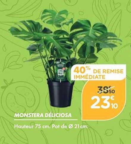 MONSTERA DÉLICIOSA