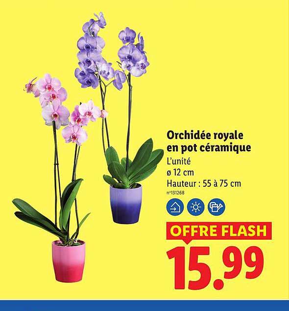 Orchidée royale en pot céramique