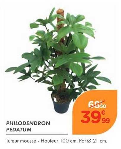 PHILODENDRON PEDATUM