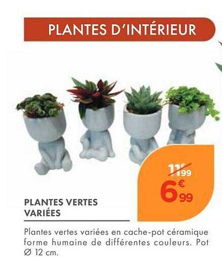 PLANTES D’INTÉRIEUR