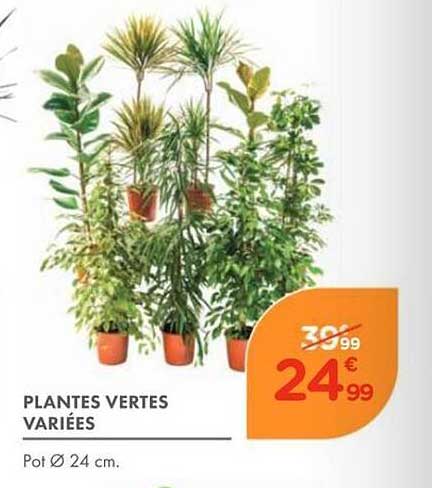PLANTES VERTES VARIÉES