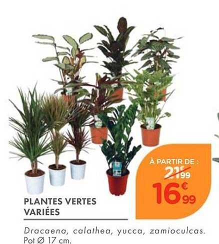 PLANTES VERTES VARIÉES
