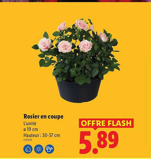 Rosier en coupe