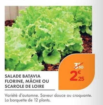 SALADE BATAVIA FLORINE, MÂCHE OU SCAROLE DE LOIRE