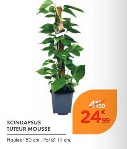 SCINDAPSUS TUTEUR MOUSSE