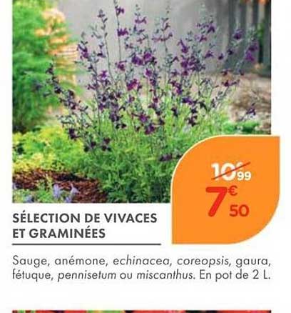 SÉLECTION DE VIVACES ET GRAMINÉES