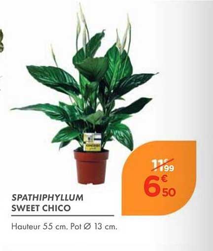 SPATHIPHYLLUM SWEET CHICO