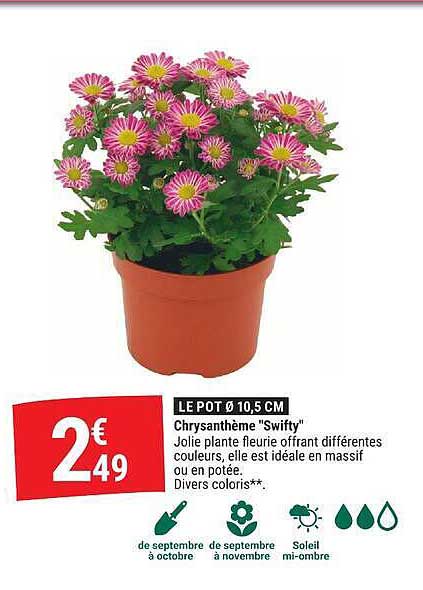 Chrysanthème "Swifty"