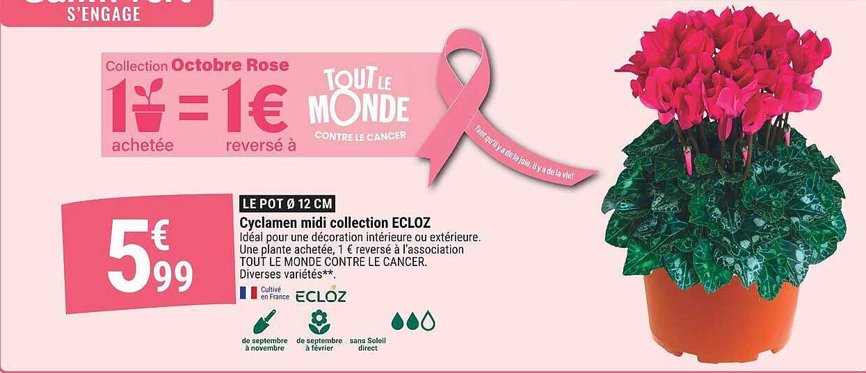 Cyclamen midi collection ECLOZ