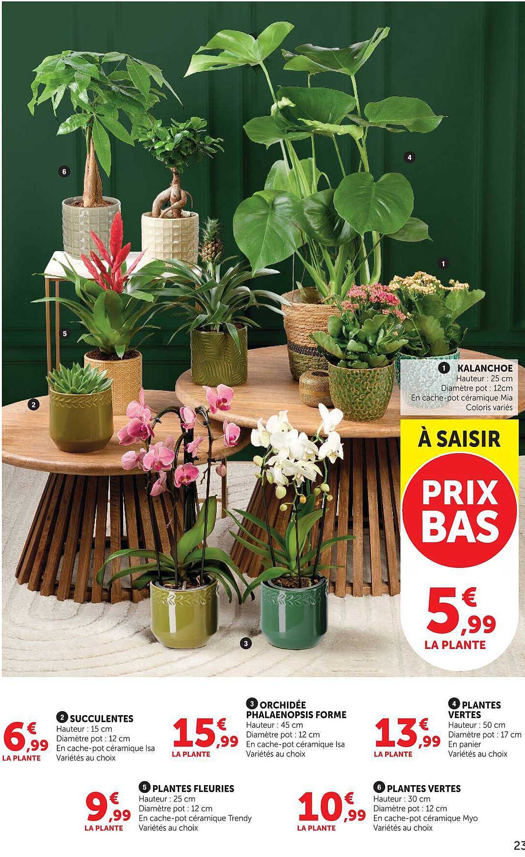 KALANCHOE