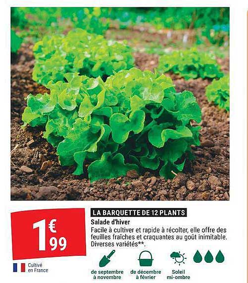 LA BARQUETTE DE 12 PLANTS Salade d'hiver