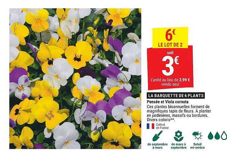 LA BARQUETTE DE 6 PLANTS Pensée et Viola cornuta