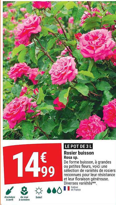 LE POT DE 3 L Rosier buisson Rosa sp.