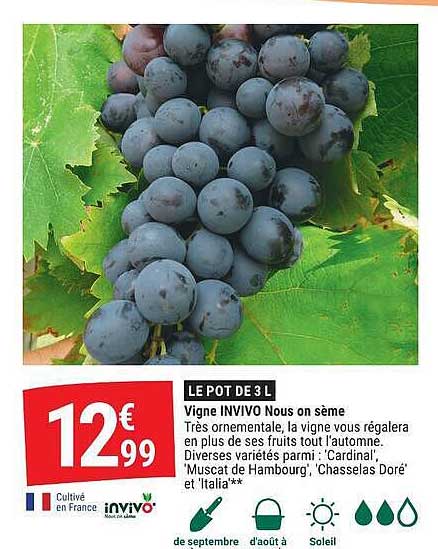 LE POT DE 3 L Vigne INVIVO Nous on sème