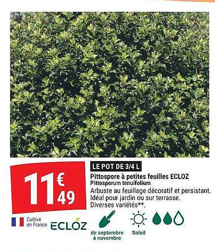 LE POT DE 3/4 L Pittospore à petites feuilles ECLOZ