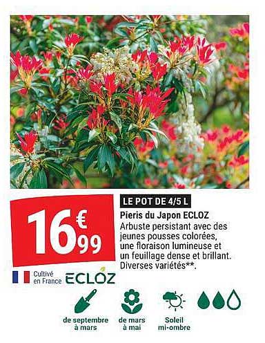 LE POT DE 4/5 L Pieris du Japon ECLOZ
