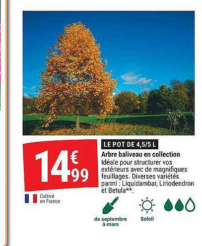 LE POT DE 4,5/5 L Arbre baliveau en collection idéale pour structurer vos extérieurs avec de magnifiques feuillages. Diverses variétés parmi : Liquidambar, Liriodendron et Betula**