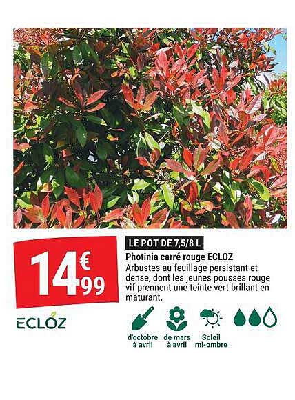 LE POT DE 7,5/8 L Photinia carré rouge ECLOZ