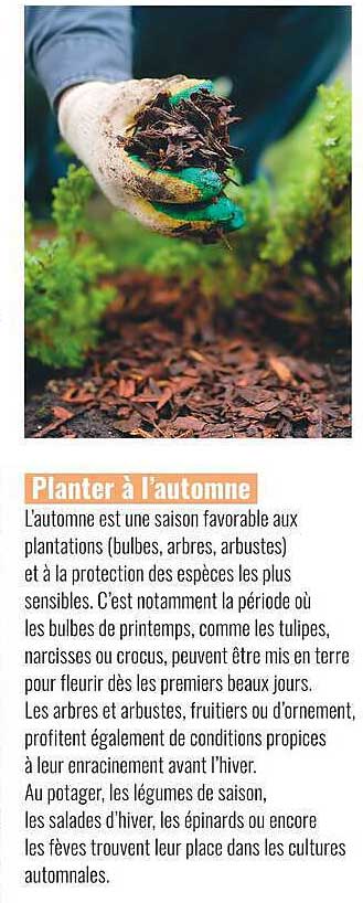Planter à l'automne