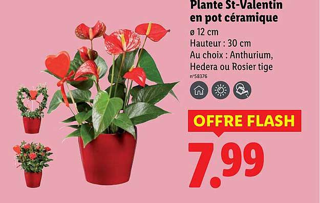 Plante St-Valentin en pot céramique
