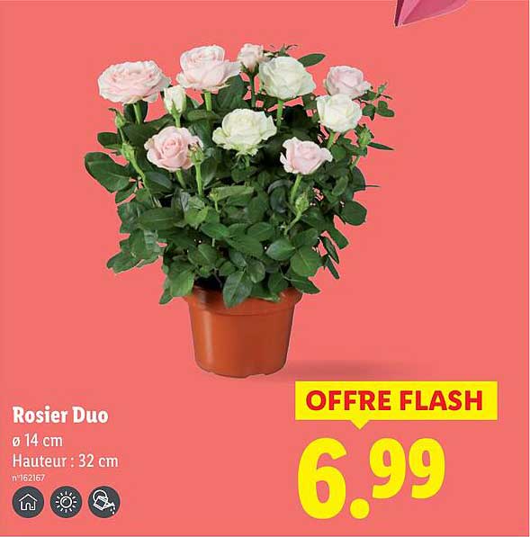 Sitemapcdatahttpsbloginf Inetcomarche Rosier Lidlnull