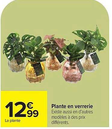 Plante en verrerie