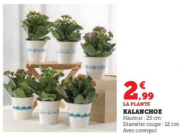 KALANCHOE