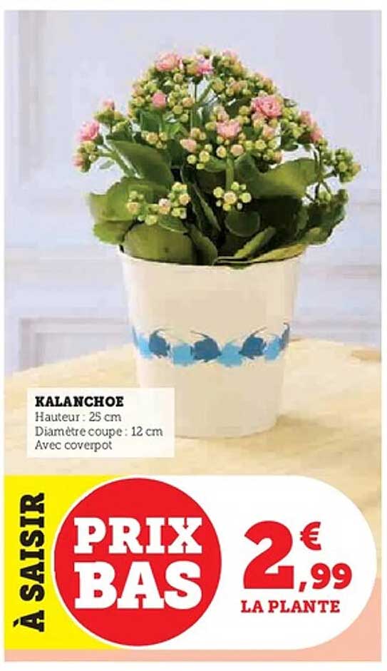 KALANCHOE